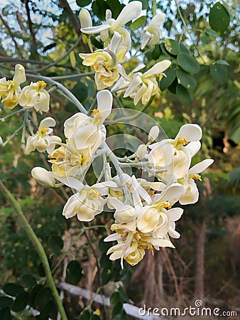 Beautiful Moringa Flowers Stock Photo