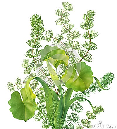 Bunch of aquatic plants Vector Illustration