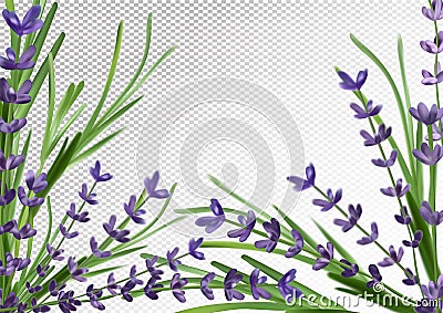 Bunch aroma lavender. Violet Lavender background.3d realistic flower lavender. Fragrant lavender. Vector illustration Vector Illustration