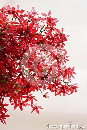 A bunch of Australian Christmas bush. Stock Photo