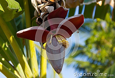 Bunch of banana flower on banana tree. Stock Photo