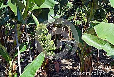 Bunch of bananas on a banana tree. Canary Islands. Spain. Stock Photo