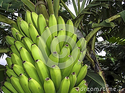 Banana Tree in Brazil Stock Photo