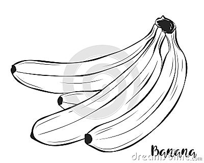 A bunch of bananas. Fruit. Vector. Vector Illustration