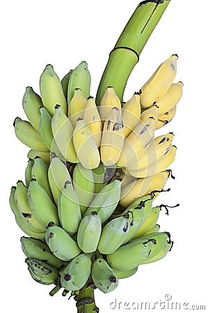 Bunch of bananas isolated. Stock Photo