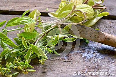Bunch of basil with vintage special knife for cutting herbs Stock Photo