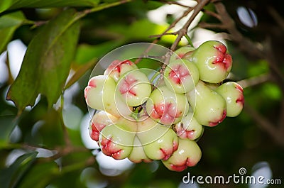 Bunch of beautiful pink green rose apple Syzygium aqueum on its branch at topical botanical garden in Thailand. Stock Photo