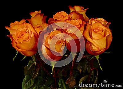 Bunch of beautiful roses isolated over black Stock Photo