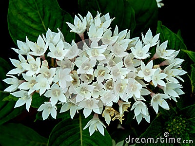 Bunch of beautiful small white flowers blossom Stock Photo