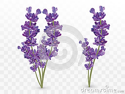 Bunch beautiful violet flowers. Lavender isolated on transparent background. Fragrant bunch lavender. Tender bouguet of Vector Illustration