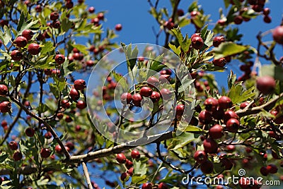 Bunch of berries on branch on sunny day Stock Photo