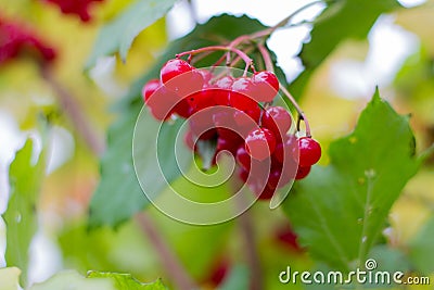 bunch of berries, red ripe fruit of viburnum on the tree Stock Photo
