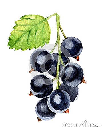 Bunch black currant isolated on white background, watercolor illustration Cartoon Illustration