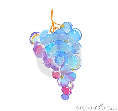 Bunch of black grapes watercolor illustration. Cartoon Illustration