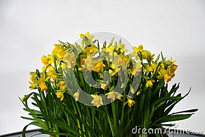 A bunch of blooming daffodils Stock Photo