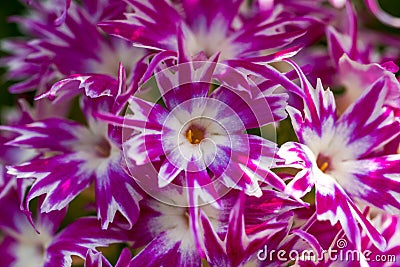 A bunch of blooming fuchsia marguerite flowers Stock Photo