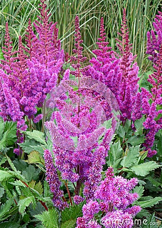 Bunch of Blooming Vivid Purple Astilbe Younique Cerise Flowers with Green Foliage Stock Photo