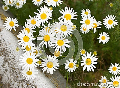 Bunch of blossoming chamomiles. They are beautiful and healing as well. Favourable for inflammations Stock Photo