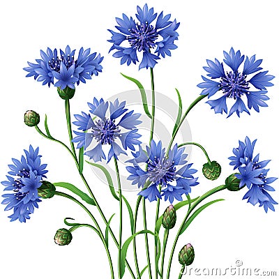 Bunch of blue cornflowers Vector Illustration