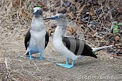 Bunch of Blue Footed Boobies, Isla de la Plata, Ec Stock Photo