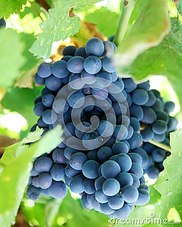 Bunch of blue grapes. Stock Photo