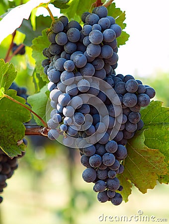 Bunch of blue grapes Stock Photo