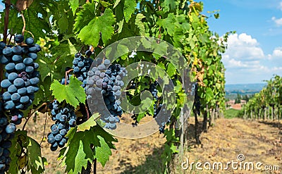 Bunch of blue grapes grapevine. Colorful branches of a vineyard in natural landscape before harvest time Stock Photo