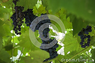 Bunch of blue Isabella grapes. Stock Photo