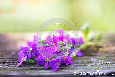 A bunch of blue violets Stock Photo