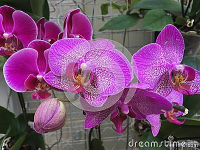 A Bunch of Bright Pink Orchids Stock Photo
