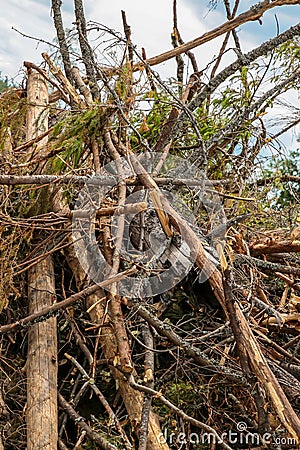 Bunch broken trees storm impassable barrier windbreak pattern base Stock Photo