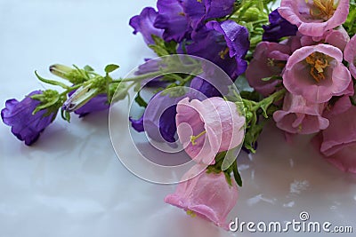 Bunch of Campanula champion pink, purple Canterbury Bells, or Bellflower on white background. Close-up of bell-shaped flowers. Stock Photo