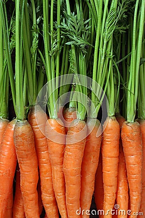 Bunch of carrots Stock Photo