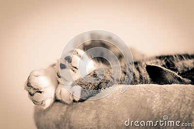 Bunch Of Cats Paws Stock Photo