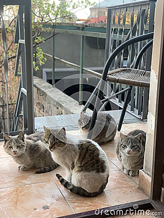 Bunch of cats sitting on a patio of a house Stock Photo