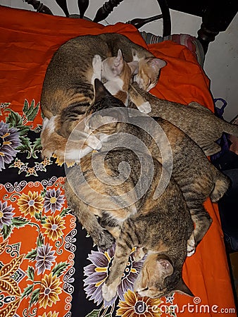 Bunch of cats sleep together. Stock Photo