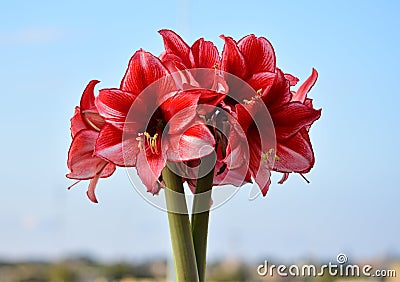 Bunch of Charisma Amaryllis flowers. Natural Bouquet.s Stock Photo