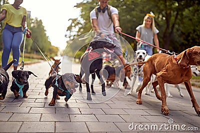 A bunch of cheerful dogs on the leash on the walk in the park with dog walkers. Pets, walkers, service Stock Photo
