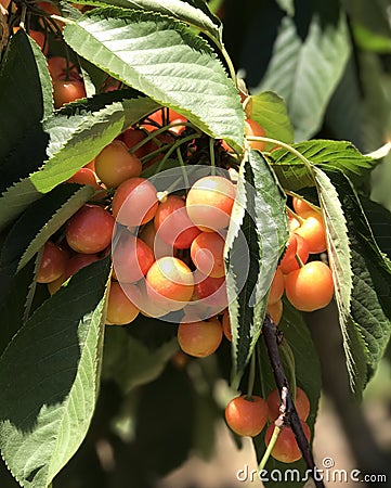 Bunch of Cherries Stock Photo