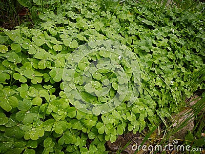 a bunch of clovers Stock Photo