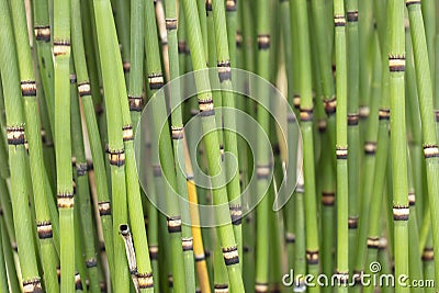 Bunch of clumping Japanese Horsetails Stock Photo