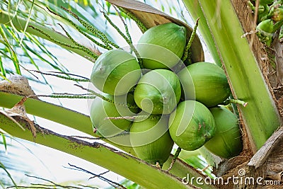 Bunch coconut on coconut tree Stock Photo