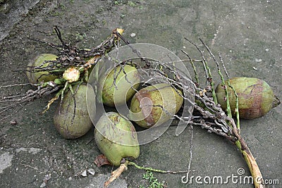 Bunch of coconut in the farm Stock Photo