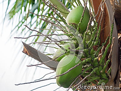 Bunch coconut on tree Stock Photo