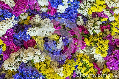 A bunch of colorful Statice or Caspia flower Stock Photo