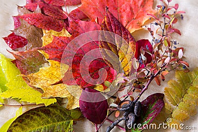 Bunch of colourful autumn leaves on cream linen background Stock Photo