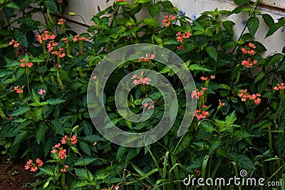 A bunch of crossandra flowers in saffron color grown near a wall in a home garden Stock Photo