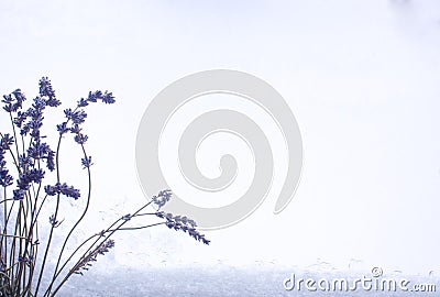 Bunch of cut lavender flowers on snow window for design a lot of copy space Stock Photo