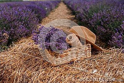 .A bunch of cut lavender in a wicker basket against a backdrop of flowering lavender fields. Lavander Harvesting concept Stock Photo