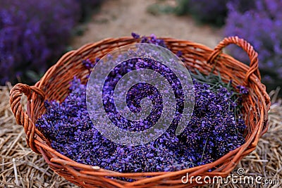 .A bunch of cut lavender in a wicker basket against a backdrop of flowering lavender fields. Lavander Harvesting concept Stock Photo